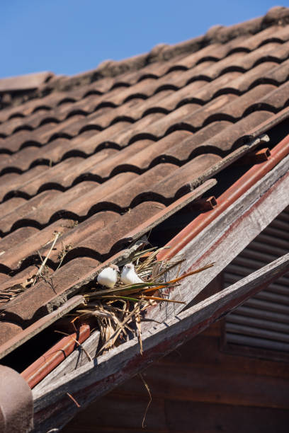 istock Birds nesting under old roof that loose or broken tiles and eaves. 2195209407
