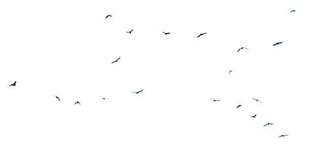 istock A flock of birds in flight isolated on a white background 2195209953