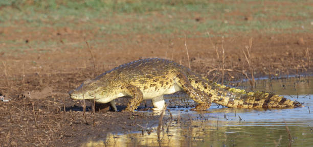 istock Nilkrokodil / Nile crocodile / Crocodylus niloticus 2195210256