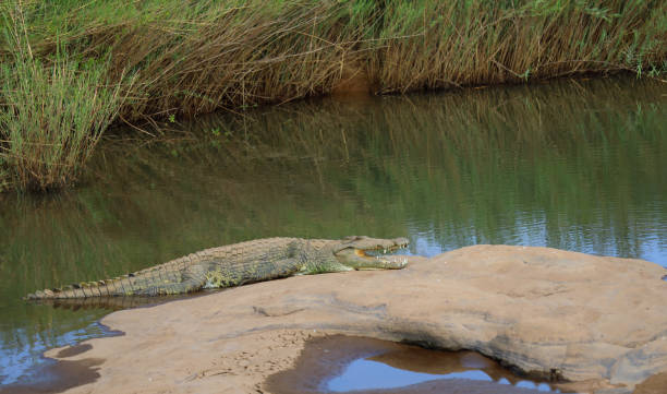 istock Nilkrokodil / Nile crocodile / Crocodylus niloticus 2195210889