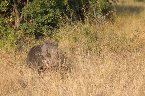 Warzenschwein / Warthog / Phacochoerus africanus