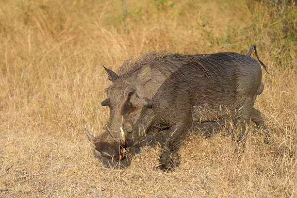Warzenschwein / Warthog / Phacochoerus africanus