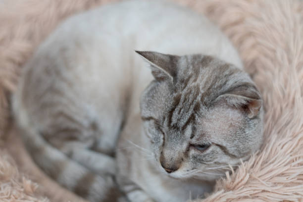 Cute cat relaxing in a cushion