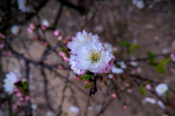 Close up of plum blossoms