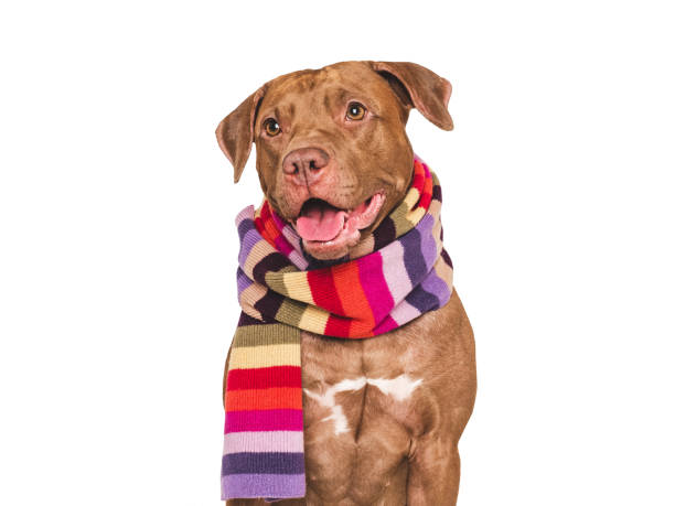 Cute dog and knitted winter scarf. Closeup, indoor. Studio shot. Pet beauty and fashion concept. Pets care