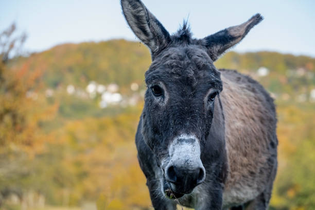 The face of a donkey looking at the camera