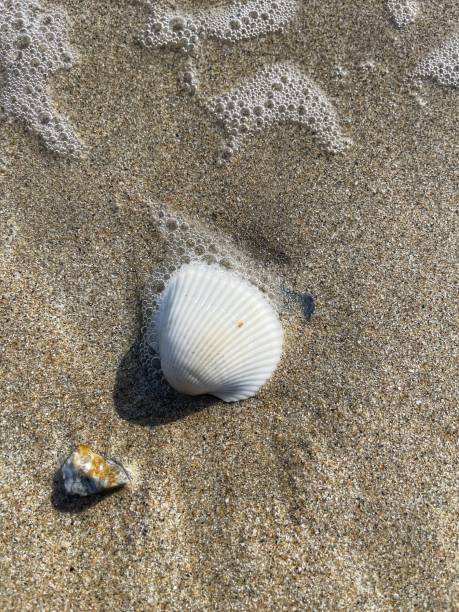 istock A seashell on the sand at the beach. 2195221955