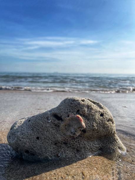 istock The rock has holes from abrasion on the beach. 2195222214