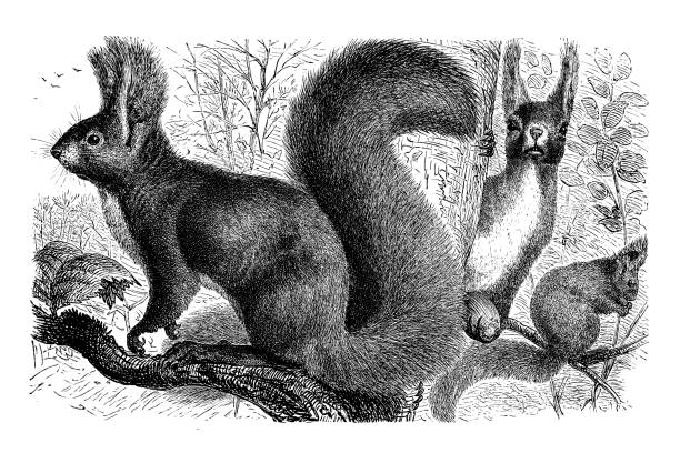 The red squirrel (Sciurus vulgaris), also called Eurasian red squirrel, is a species of tree squirrel in the genus Sciurus