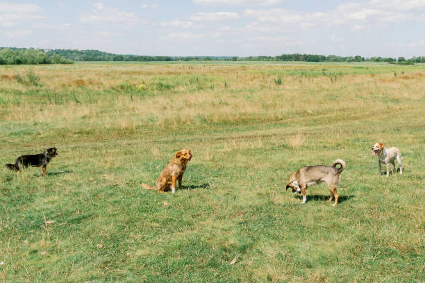 Four dogs of different breeds are sitting on an open green lawn under a bright summer sky in the countryside.