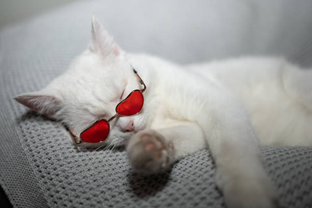 istock A Charming White Cat, Adorned with HeartShaped Sunglasses, Is Enjoying a Relaxing Break 2195224585