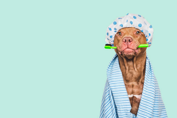 istock Cute dog, shower cap, toothbrush and blue towel 2195224729