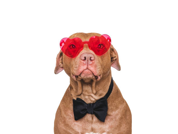 istock Happy Valentine's Day. Stylish dog and red bow tie 2195225374
