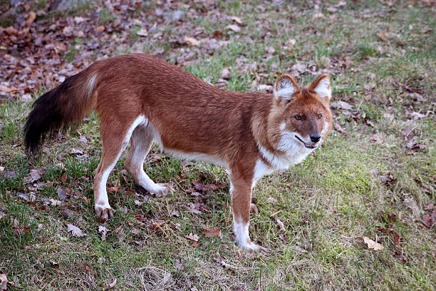 istock A picture of a beautiful Dhole (Cuon alpinus) out on a grass field 2195225633