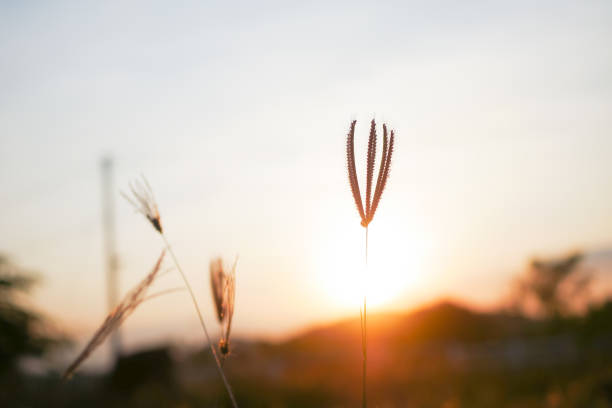 Silhouette of wild grass flowers in meadow during sunset.