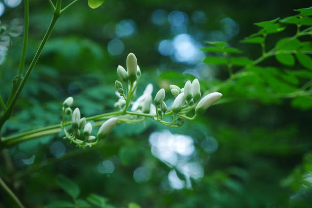 Moringa oleifera Flowers. Moringa leaves and flowers on tree,selective focus.