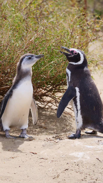 istock Vertical image of Two  Magellanic Penguins Spheniscus magellanicus  standing in front of tall bushes  basking in the sun. 2195227573