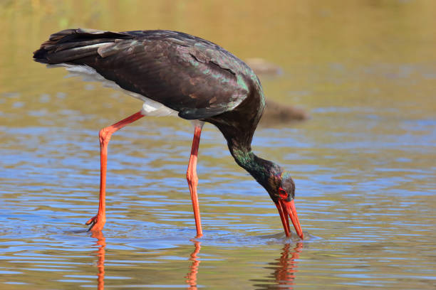 istock Schwarzstorch / Black Stork / Ciconia nigra 2195227880