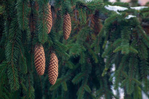This photo captures the branches of a spruce tree, partially covered with snow, with pine cones hanging beautifully among the lush green needles. A simple yet serene frame that evokes the peacefulness of winter in a mountain area like Răcădău, Brașov.