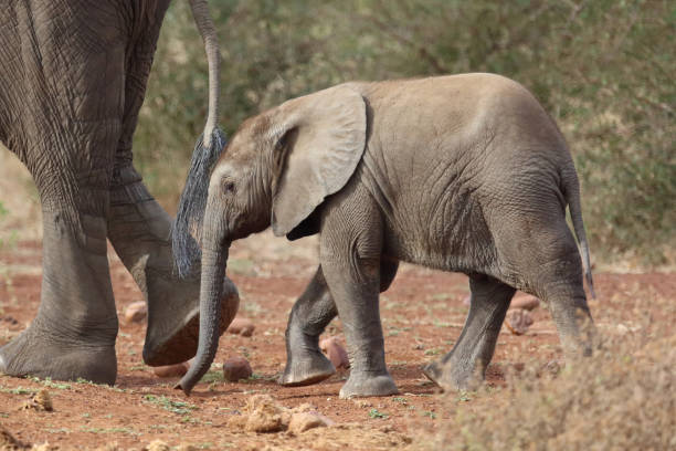 istock Afrikanischer Elefant / African elephant / Loxodonta africana 2195228317