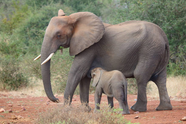 istock Afrikanischer Elefant / African elephant / Loxodonta africana 2195228341
