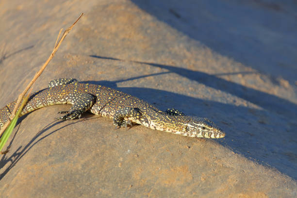 istock Nilwaran / Nile monitor / Varanus niloticus 2195228420