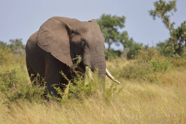 Afrikanischer Elefant / African elephant / Loxodonta africana