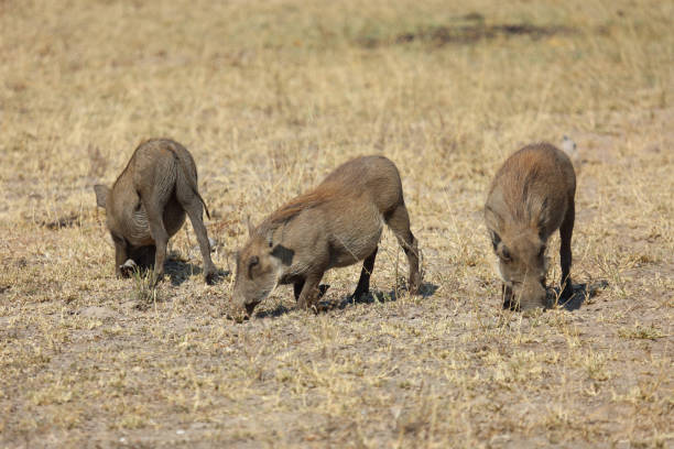 istock Warzenschwein / Warthog / Phacochoerus africanus 2195229801
