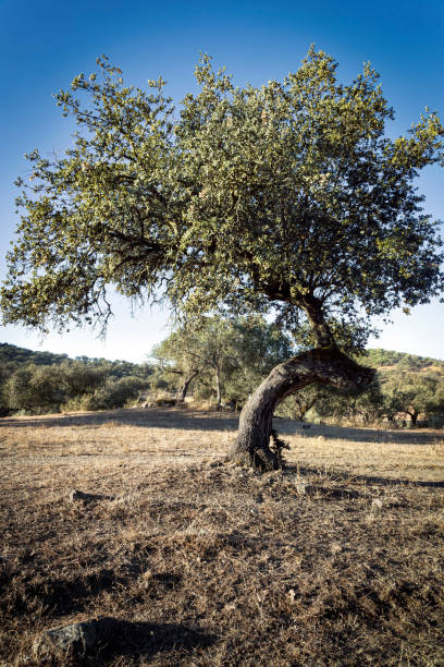 istock Holm oaks in Las Juntas 2195231281