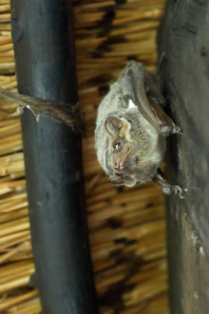 istock Mauritius-Grabfledermaus / Mauritian tomb bat / Taphozous mauritianus 2195231321