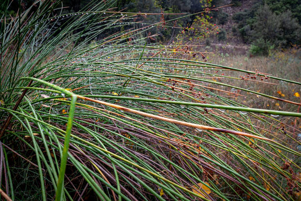istock Dewdrops on the reeds 2195231360
