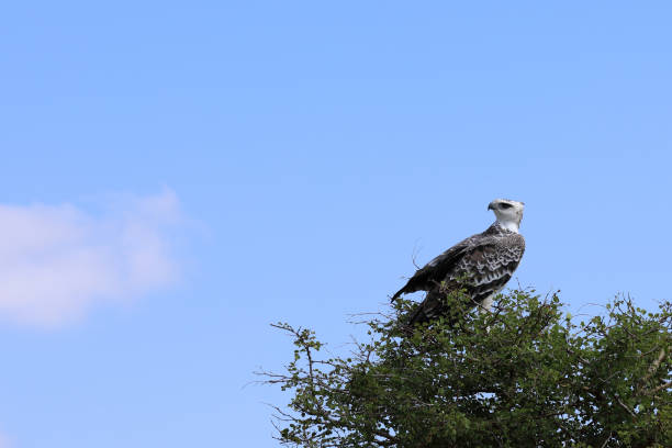istock Kampfadler / Martial eagle / Polemaetus bellicosus 2195231508