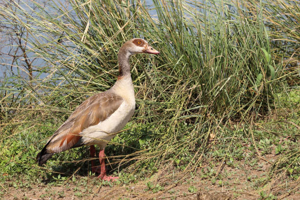 istock Nilgans / Egyptian goose / Alopochen aegyptiacus 2195231566