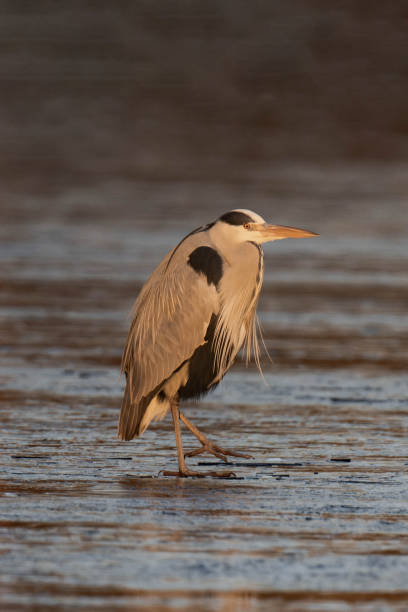 istock Grey heron (Ardea cinerea) standing on a frozen lake in the sunset. 2195231590