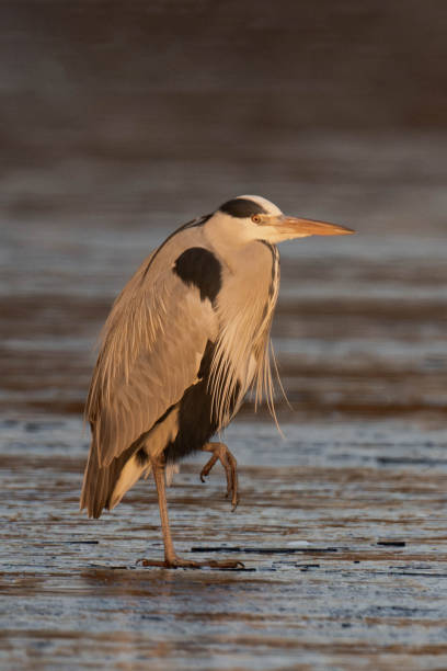Grey heron (Ardea cinerea) standing on a frozen lake in the sunset.