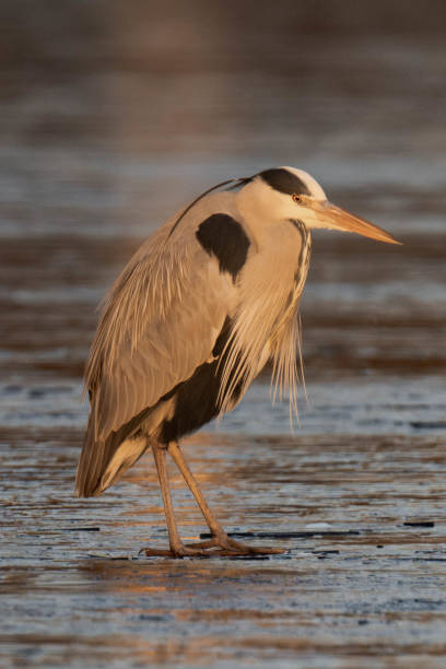 istock Grey heron (Ardea cinerea) standing on a frozen lake in the sunset. 2195231920
