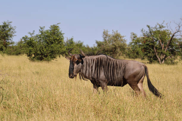 istock Streifengnu / Blue wildebeest / Connochaetes taurinus 2195233294