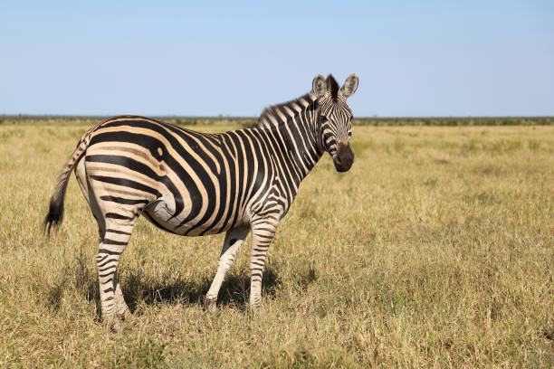 istock Steppenzebra / Burchell's zebra / Equus quagga burchellii 2195233424
