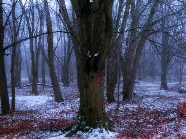 Misty evening forest in early winter. Red fallen leaves with snow. Bare trees in fog at dusk. Mysterious landscape.