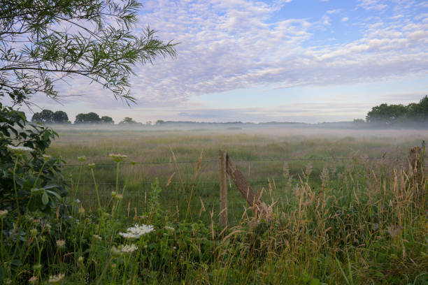 Early morning on Ruegen (Germany) on a cloudy day in summer, pasture, meadow