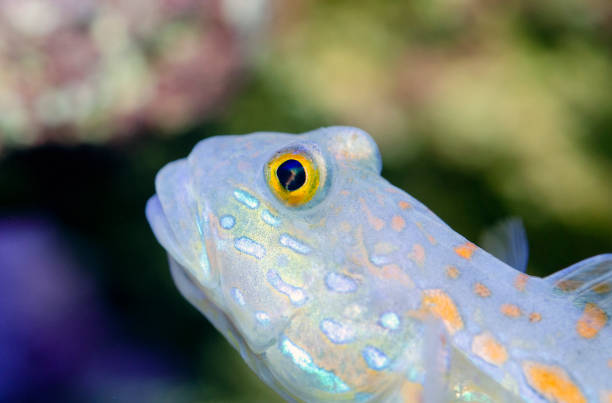 Yellow spotted goby.Diamond Watchman Goby (Valenciennea puellaris)