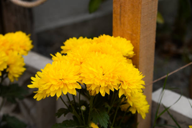 Beautiful yellow chrysanthemum flowers on rustic wood, selective focus.