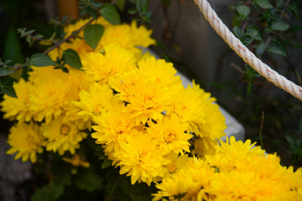 Vibrant yellow chrysanthemum flowers branch captured in blooming with colorful blurry background