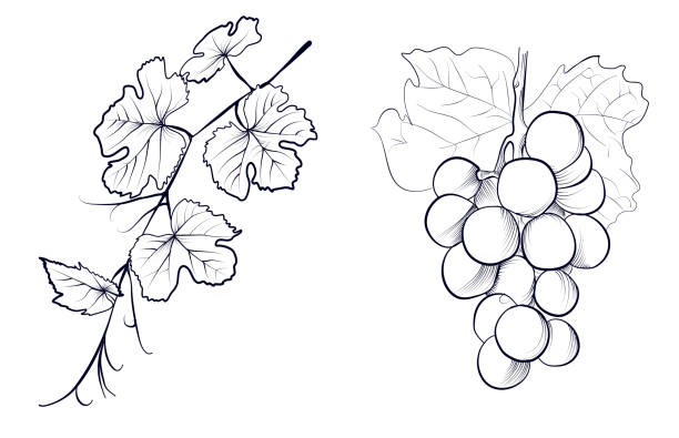 Grape Stock Illustration - Download Image Now - Cross Hatching