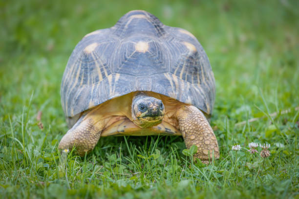 istock Radiated tortoise walking in the grass. 2195239679