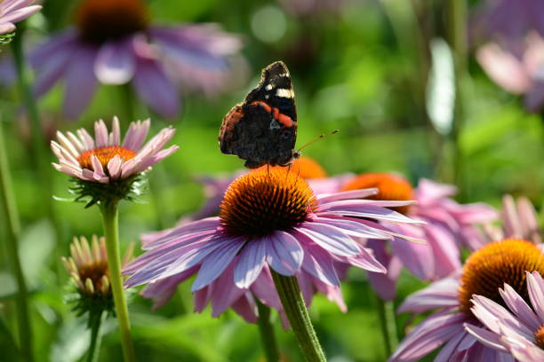 Roter Sonnenhut im Garten mit Schmetterling