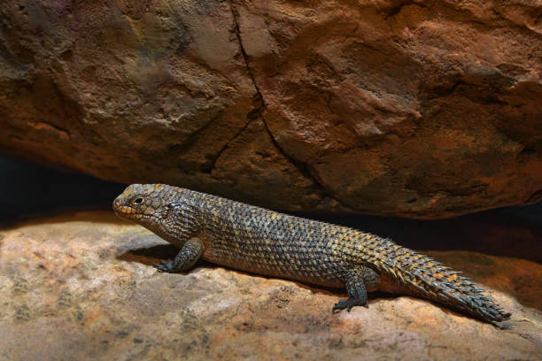 istock Lizard Australia. Gidgee spiny-tailed skink, Egernia stokesii, endemic to Australia. Fat lizard in the rock habitat, reptile from nature. Skink with long tail on the stone, Australia wildlife. 2195241312