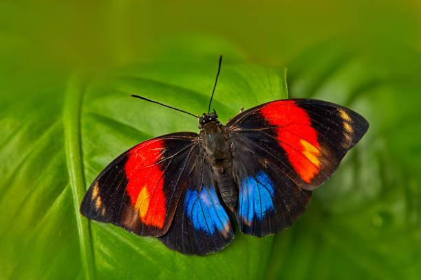 Big Ox Eye Butterfly Insect - Free photo on Pixabay