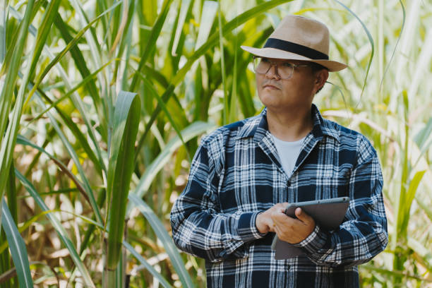 istock A farmer is checking the corn seeds that he is harvesting from his corn field. 2195241886