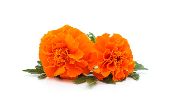 istock Bouquet of marigolds. 2195242974
